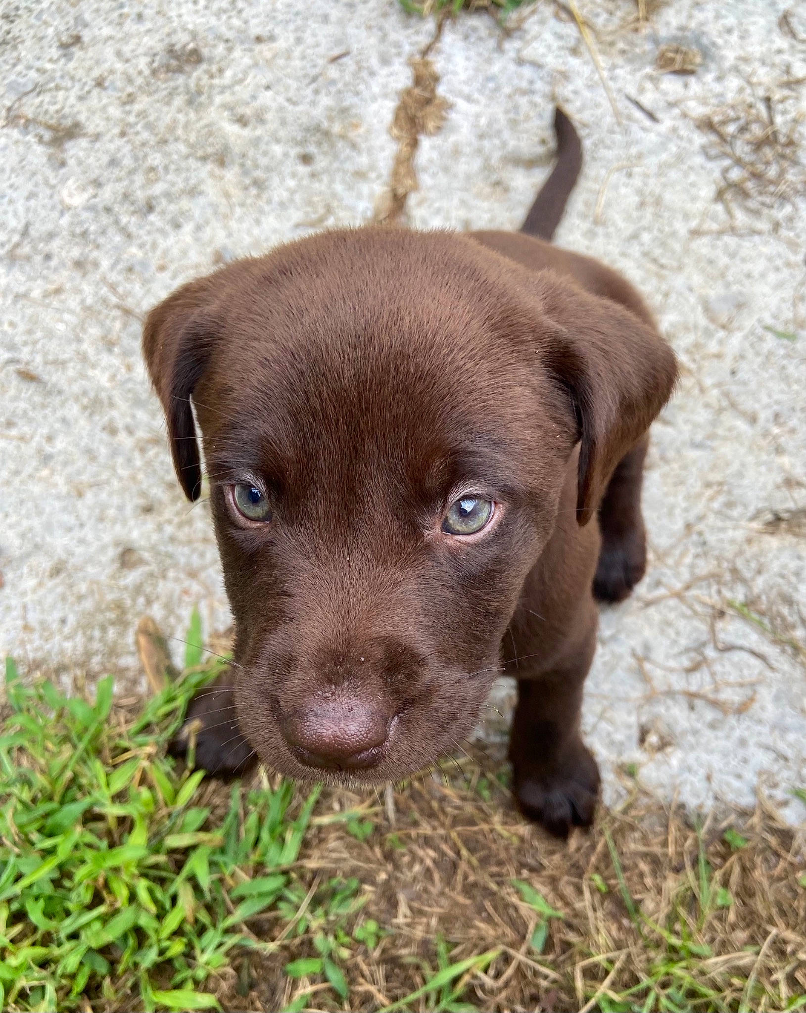 Trapper joined the competition — help win amazing prizes! borador, carnivore, companion_dog, dog, dog_breed, fawn, fur, grass, gun_dog, liver, plant, snout, sporting_group, terrestrial_animal, whiskers, working_animal