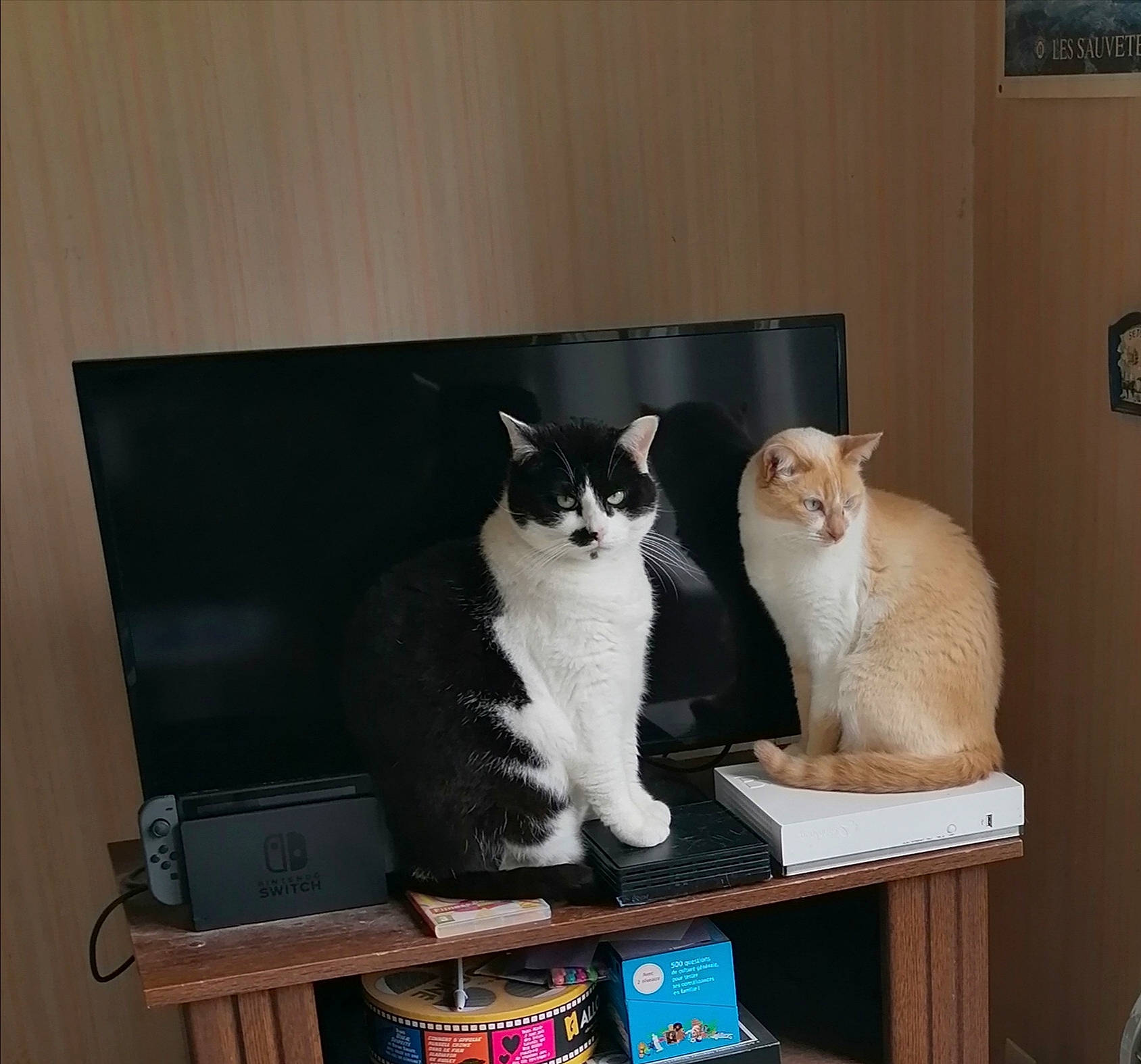 Princesse a rejoint le concours — aidez-le/la à gagner de superbes lots ! art, box, carnivore, cat, cat_furniture, cat_supply, domestic_short_haired_cat, felidae, fur, pet_supply, picture_frame, rectangle, room, shelf, small_to_medium_sized_cats, table, tail, vertebrate, whiskers, window