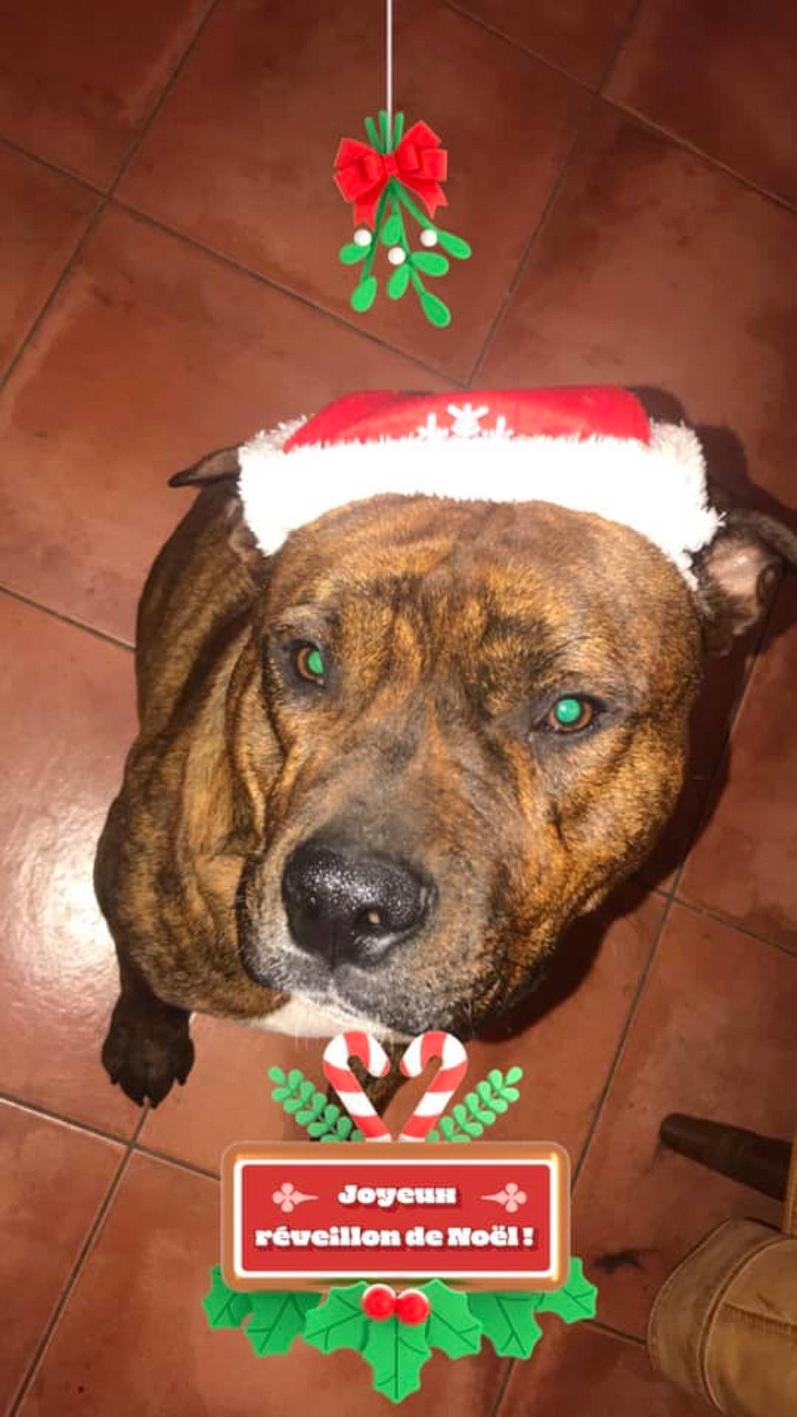 Simba participe au concours pour gagner de l'argent avec cette photo : alano_espanol, alaunt, american_pit_bull_terrier, american_staffordshire_terrier, bandog, bulldog, canidae, carnivore, cimarron_uruguayo, dog, dog_breed, mammal, non_sporting_group, perro_de_presa_canario, perro_de_presa_mallorquin, pit_bull, snout, treeing_tennessee_brindle, vertebrate