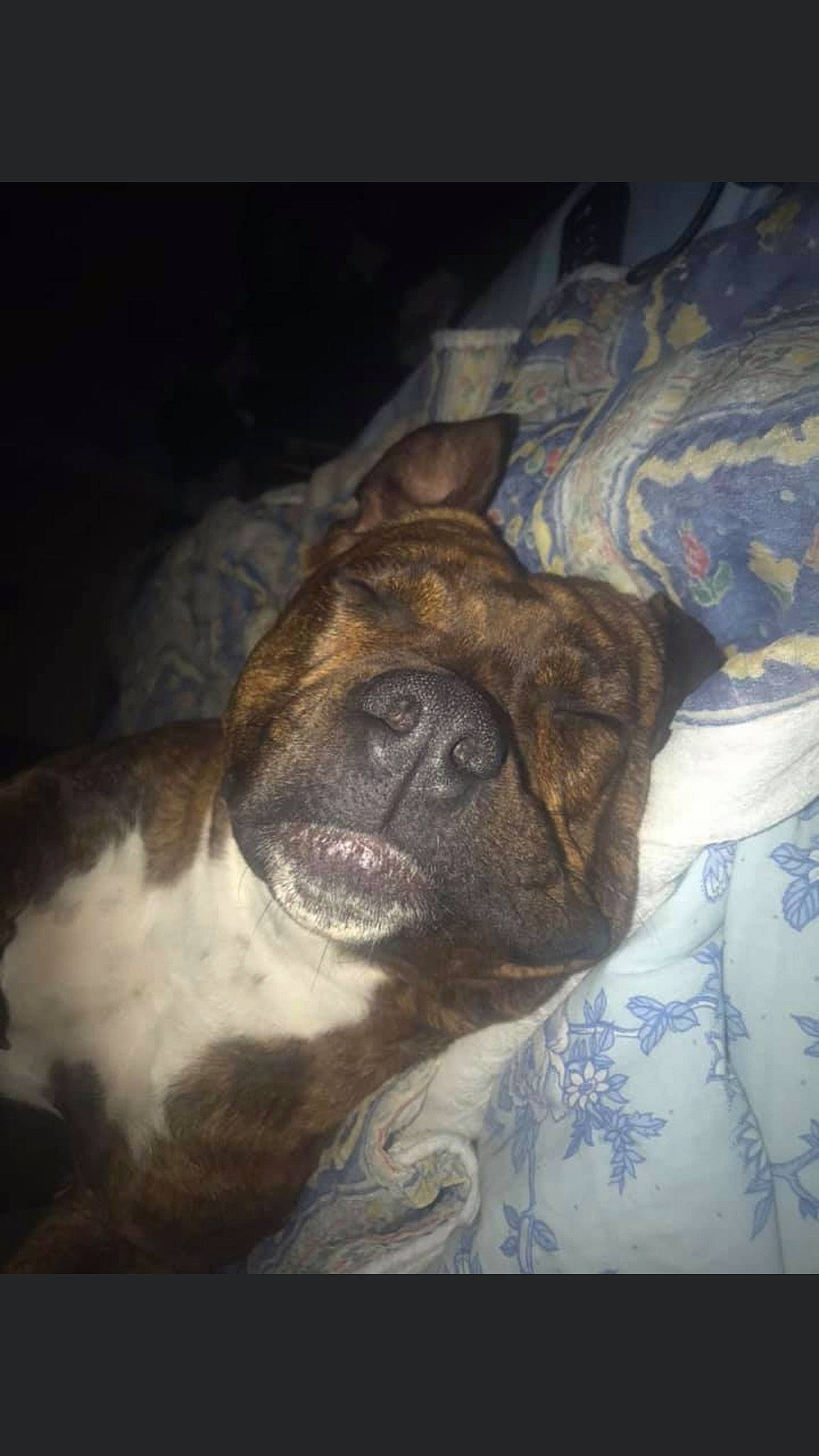 Simba participe au concours pour gagner de l'argent avec cette photo : american_bulldog, american_pit_bull_terrier, boerboel, boxer, bulldog, bullmastiff, canidae, carnivore, companion_dog, dog, dog_breed, fawn, mammal, non_sporting_group, old_english_bulldog, olde_english_bulldogge, skin, snout, valley_bulldog, vertebrate