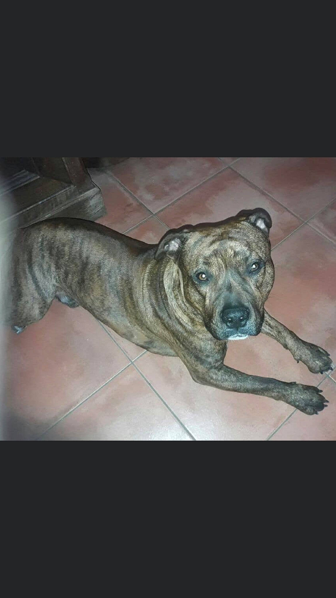 Simba a rejoint le concours — aidez-le/la à gagner de superbes lots ! alano_espanol, alaunt, american_pit_bull_terrier, bandog, boerboel, bullmastiff, bully_kutta, canidae, carnivore, cimarron_uruguayo, dog, dog_breed, fawn, mammal, molosser, non_sporting_group, olde_english_bulldogge, perro_de_presa_canario, perro_de_presa_mallorquin, vertebrate