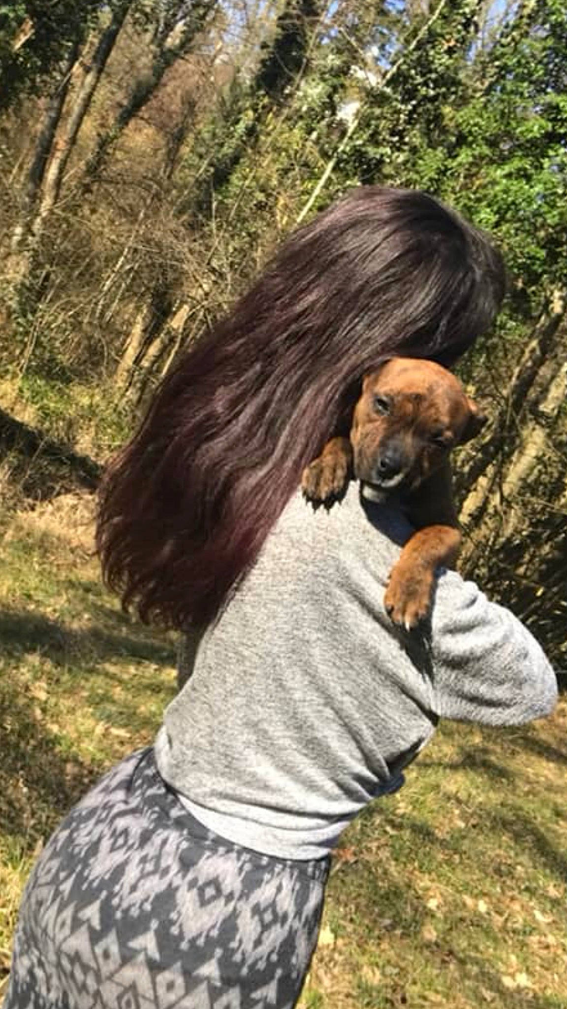 Simba participe au concours pour gagner de l'argent avec cette photo : canidae, carnivore, companion_dog, dog, dog_breed, fawn, sporting_group