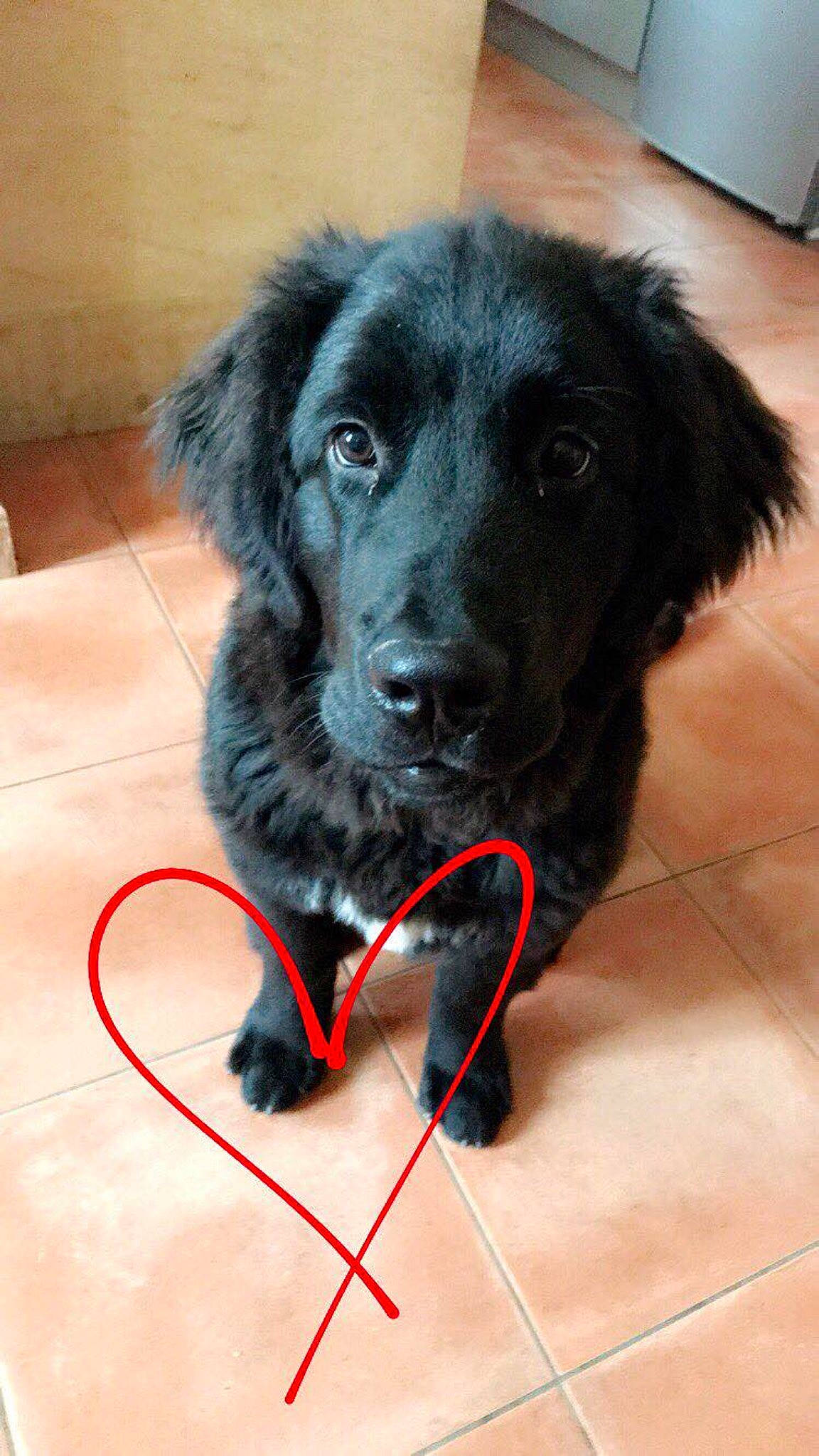 Noa participe au concours pour gagner de l'argent avec cette photo : beagador, borador, canidae, carnivore, companion_dog, dog, dog_breed, flat_coated_retriever, fur, mammal, rare_breed_dog, retriever, snout, sporting_group, stabyhoun, vertebrate