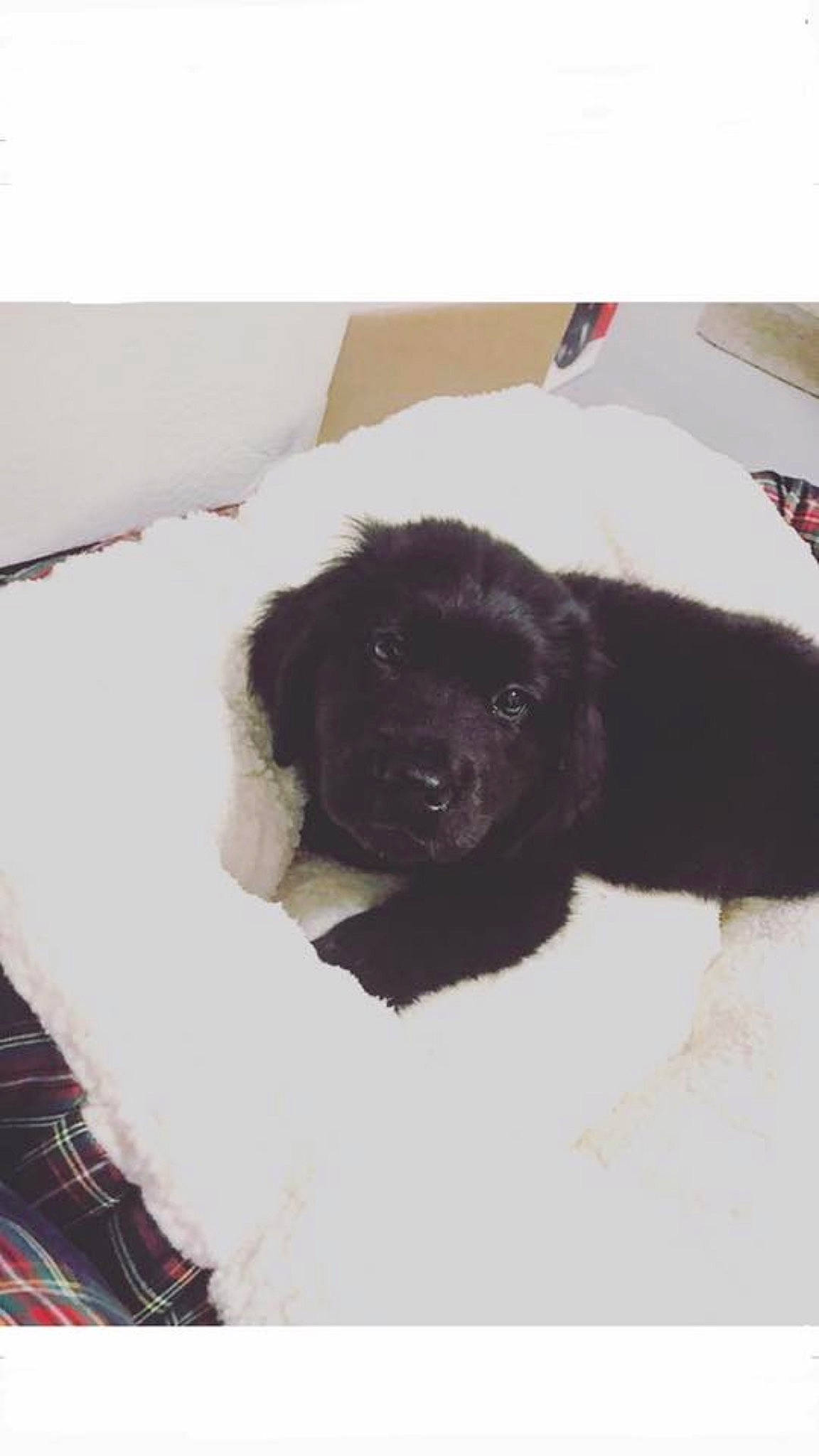 Noa participe au concours pour gagner de l'argent avec cette photo : canidae, carnivore, cockapoo, companion_dog, dog, dog_breed, labrador_retriever, mammal, newfoundland, puppy, sporting_group