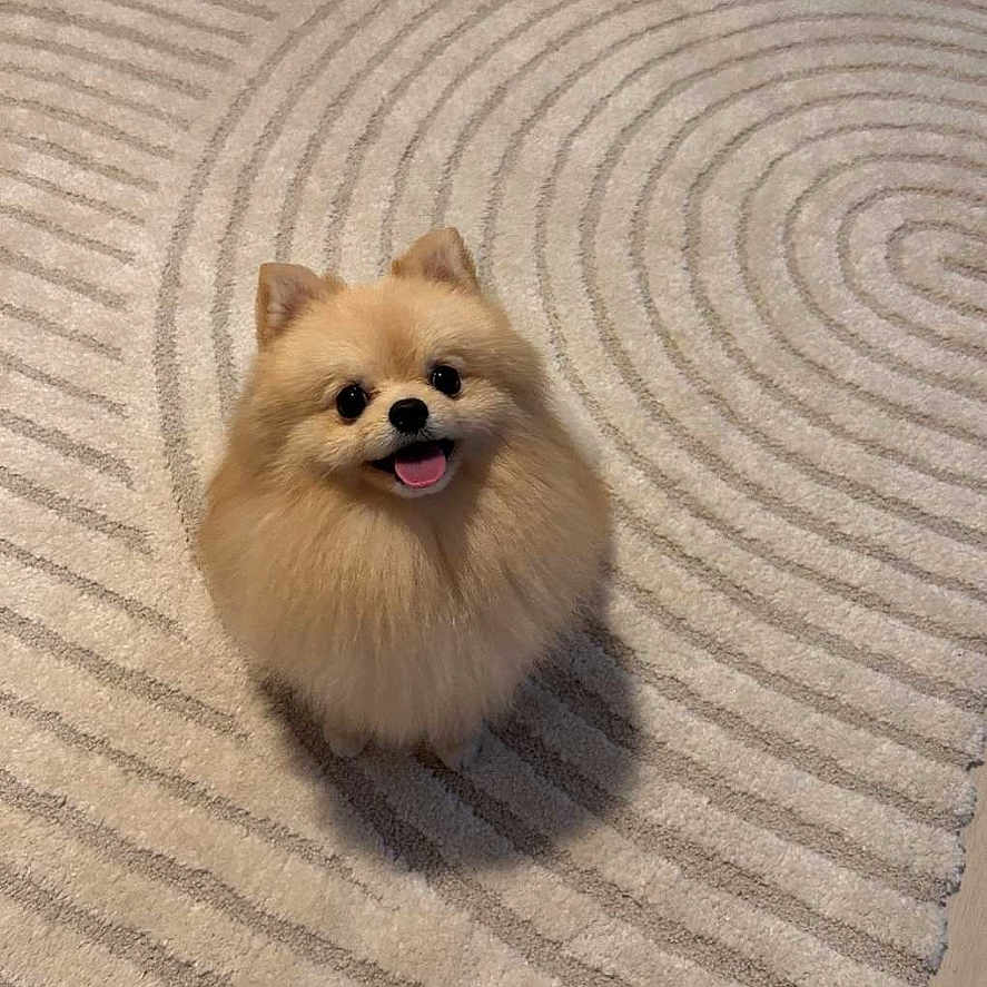 Belly