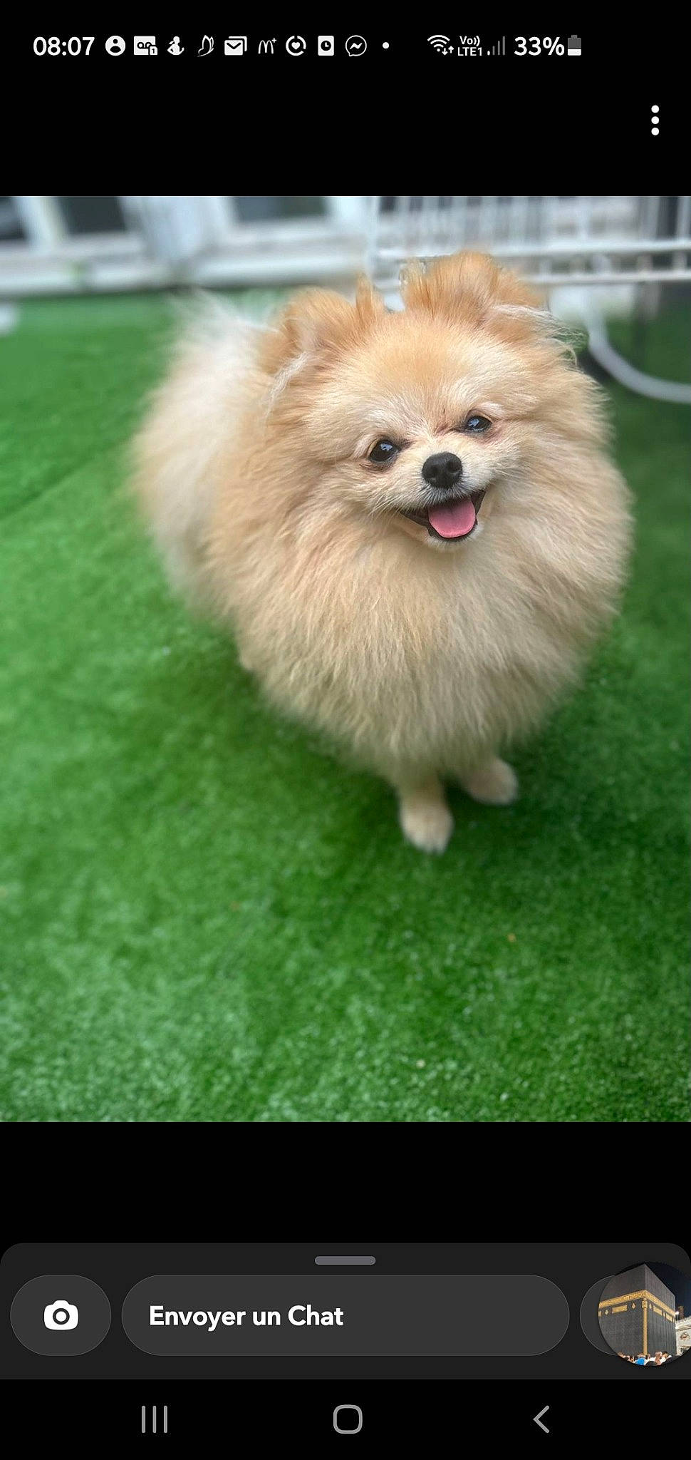 Belly a rejoint le concours — aidez-le/la à gagner de superbes lots ! ancient_dog_breeds, canidae, carnivore, companion_dog, dog, dog_breed, eye, fawn, flooring, fur, german_spitz, german_spitz_klein, grass, pomeranian, smile, snout, spitz, sporting_group, toy_dog, whiskers
