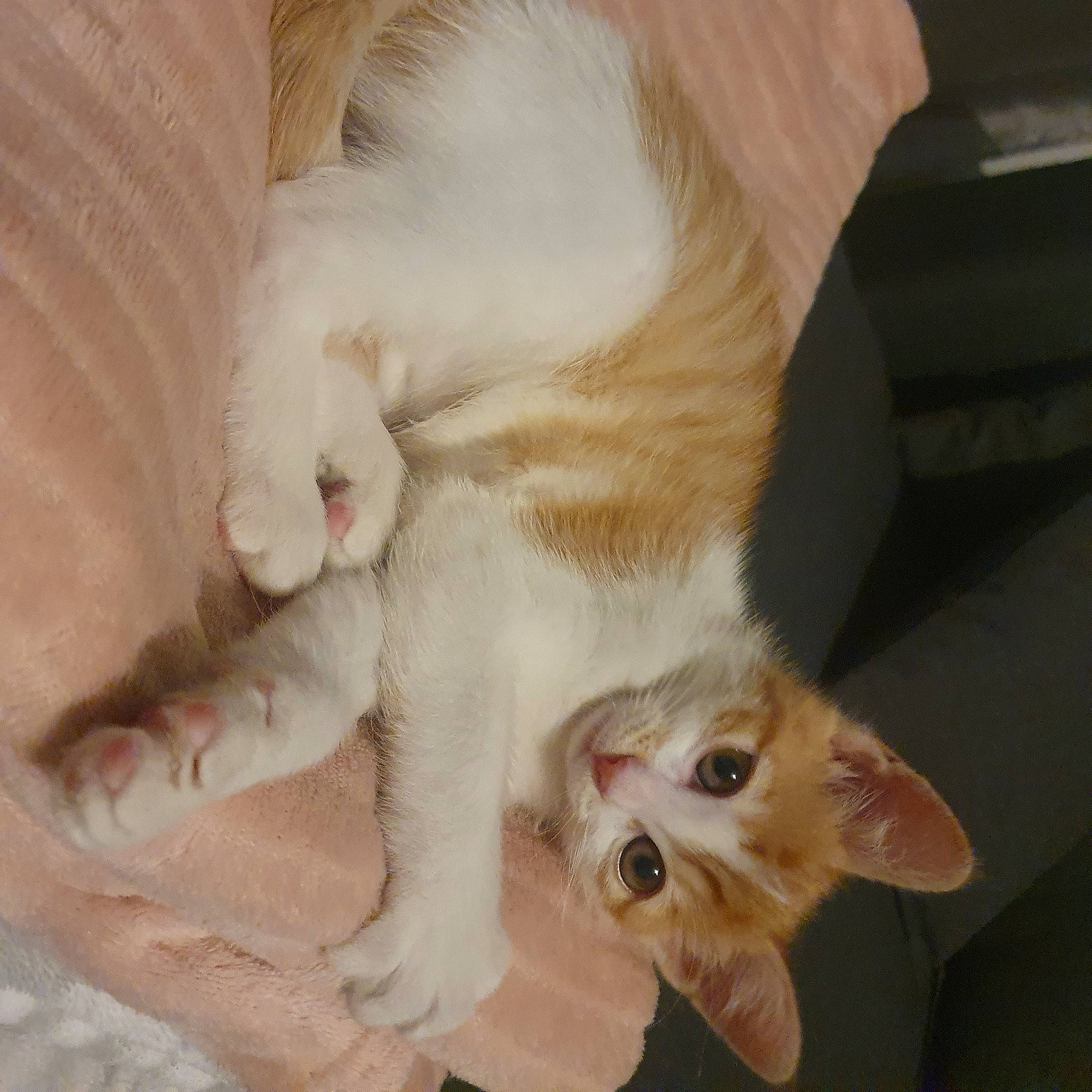 Iris a rejoint le concours — aidez-le/la à gagner de superbes lots ! carnivore, cat, claw, comfort, domestic_short_haired_cat, ear, fawn, felidae, flooring, foot, fur, paw, small_to_medium_sized_cats, snout, tail, toe, whiskers