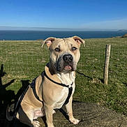 Laïcko participe au concours pour gagner de l'argent avec cette photo : animal, blue_sky, canine, daytime, dog, fence, field, grass, harness, landscape, leash, nature, ocean, outdoor, pet, portrait, sitting, sky, stone, sunlight