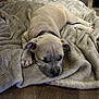 Laïcko participe au concours pour gagner de l'argent avec cette photo : animal, blanket, brown, canine, collar, cozy, cute, dog, domestic_animal, floor, fur, home, indoor, pet, puppy, relaxed, resting, sleep, sleeping, young