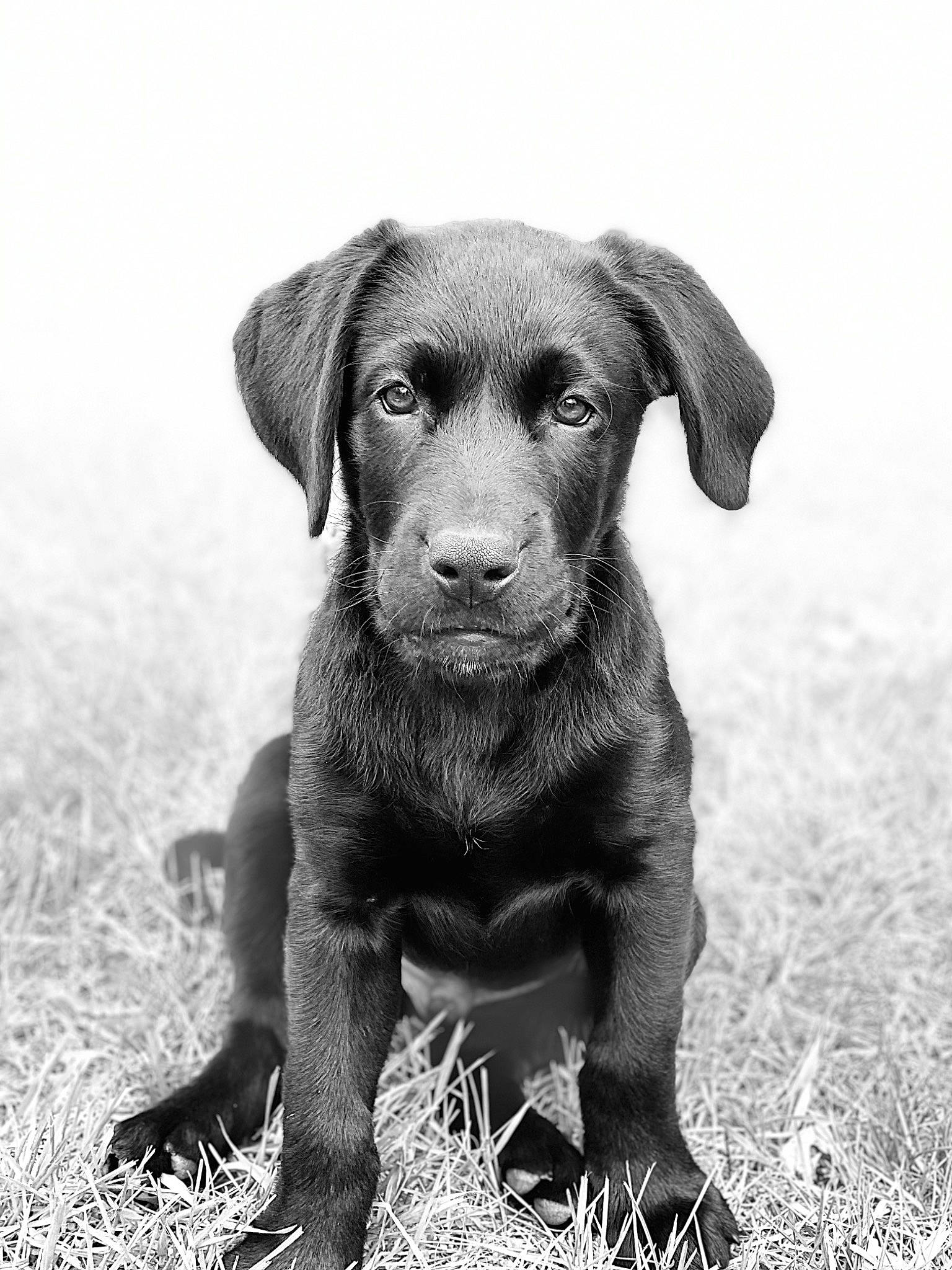 Rally joined the competition — help win amazing prizes! beagador, black_and_white, canidae, carnivore, dog, dog_breed, eye, labrador_retriever, mammal, monochrome, monochrome_photography, patterdale_terrier, photography, pointing_breed, puppy, retriever, snout, sporting_group, vertebrate, whiskers