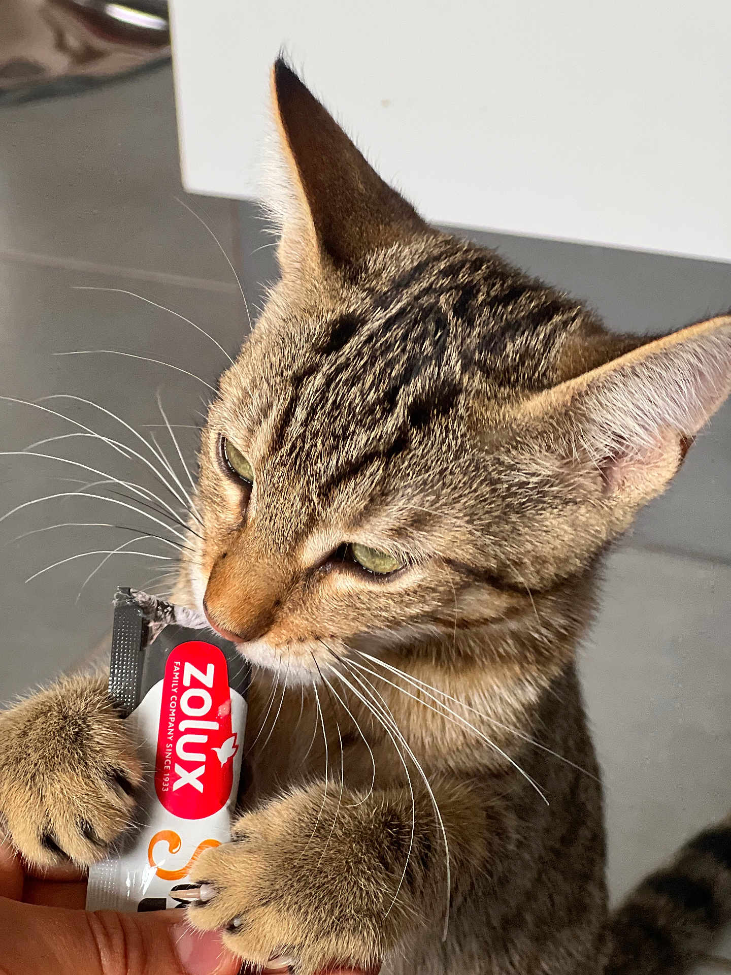 Aïdo a rejoint le concours — aidez-le/la à gagner de superbes lots ! cat, tabby, pet, animal, indoor, paws, whiskers, fur, treat, snack, closeup, curious, holding, brown, green_eyes, cute, domestic, feline, playful, claws