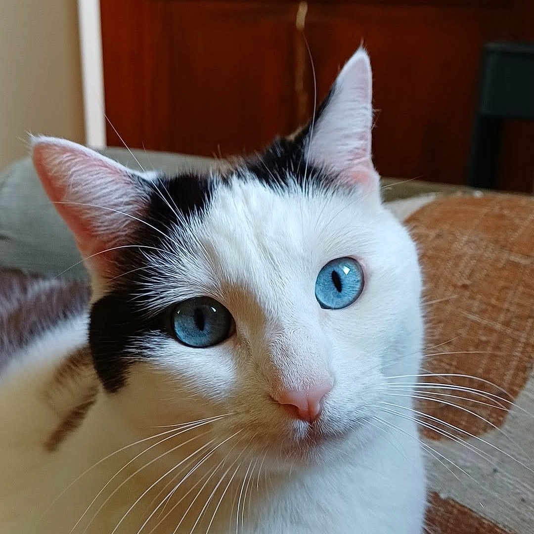 Haïku participe au concours pour gagner de l'argent avec cette photo : cat, blue_eyes, white_fur, black_markings, whiskers, close_up, indoor, cushion, wooden_background, pet, feline, relaxed, portrait, animal, cute, domestic_cat, fur, sitting, looking, calm