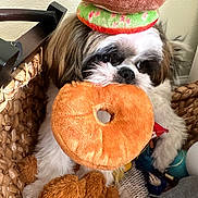 Finn is registered to the contest to win money with this photo: animal, basket, brown, cozy, cute, dog, donut, fluffy, funny, home, indoor, pet, playful, plush_toy, relaxed, resting, soft, stuffed_animal, toy, white