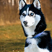 Ulka participe au concours pour gagner de l'argent avec cette photo : dog, husky, siberian_husky, heterochromia, blue_eye, brown_eye, outdoor, portrait, animal, pet, canine, fur, collar, mammal, nature, grass, focused, alert, sitting, background_blur
