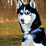 dog, husky, siberian_husky, heterochromia, blue_eye, brown_eye, outdoor, portrait, animal, pet, canine, fur, collar, mammal, nature, grass, focused, alert, sitting, background_blur