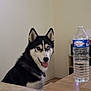 husky, dog, pet, indoor, water_bottle, table, tongue_out, heterochromia, black_and_white, collar, floor, wall, corner, furniture, canine, mammal, domestic_animal, animal, cute, portrait