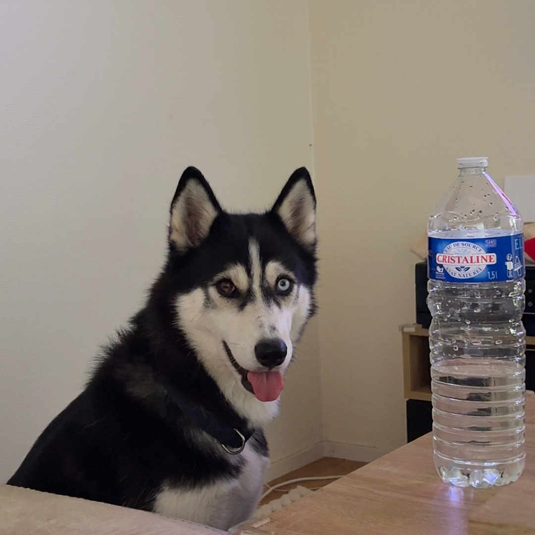 Ulka a rejoint le concours — aidez-le/la à gagner de superbes lots ! animal, black_and_white, canine, collar, corner, cute, dog, domestic_animal, floor, furniture, heterochromia, husky, indoor, mammal, pet, portrait, table, tongue_out, wall, water_bottle