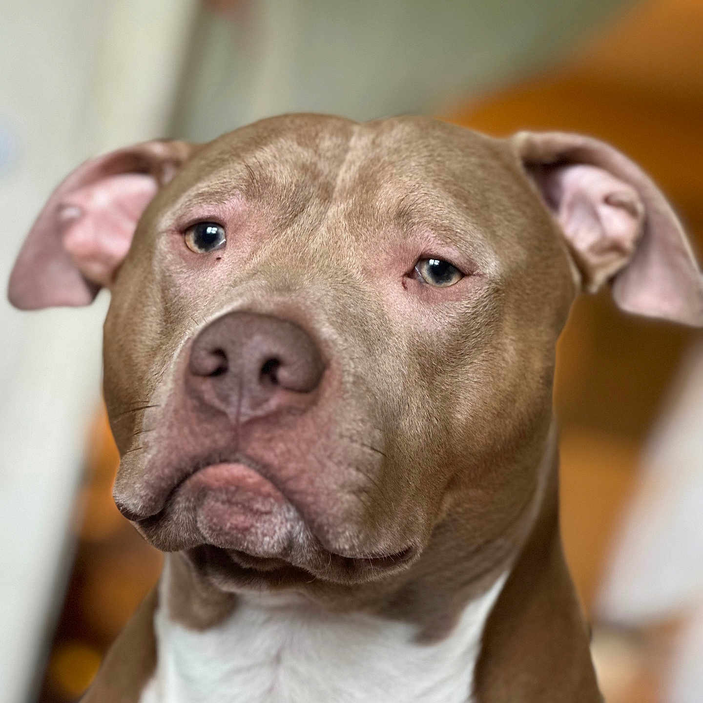 Duke is registered to the contest to win money with this photo: animal, brown, calm, canine, close_up, dog, domestic_animal, ears, expression, eyes, face, fur, head, indoors, muzzle, pet, pit_bull, portrait, whiskers, white