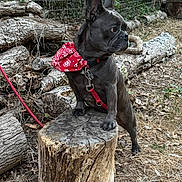 Ulysse a rejoint le concours — aidez-le/la à gagner de superbes lots ! french_bulldog, dog, bandana, red, tree_stump, logs, outdoor, forest_floor, leaves, fence, pet, animal, canine, alert, standing, nature, wood, brown, ears, collar