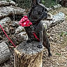 french_bulldog, dog, bandana, red, tree_stump, logs, outdoor, forest_floor, leaves, fence, pet, animal, canine, alert, standing, nature, wood, brown, ears, collar