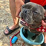Ulysse participe au concours pour gagner de l'argent avec cette photo : dog, french_bulldog, bandana, water_basin, outdoor, happy, pet, animal, canine, person, hand, legs, grass, sunlight, relaxation, paw, leash, footwear, sandals, summer