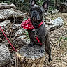 Ulysse a rejoint le concours — aidez-le/la à gagner de superbes lots ! dog, french_bulldog, bandana, red, harness, tree_stump, log, outdoor, forest_floor, leaves, fence, pet, animal, canine, nature, brown, fur, ears, alert, standing