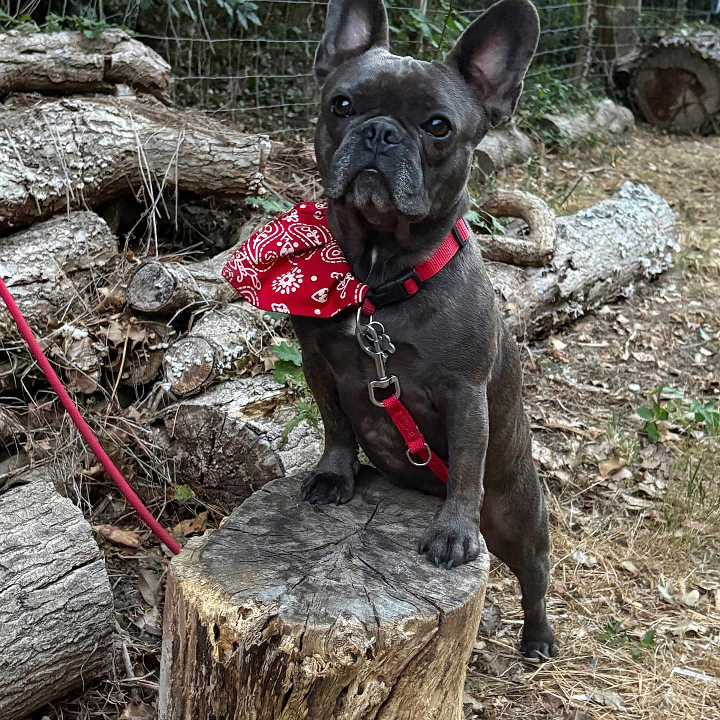 Ulysse a rejoint le concours — aidez-le/la à gagner de superbes lots ! dog, french_bulldog, bandana, red, harness, tree_stump, log, outdoor, forest_floor, leaves, fence, pet, animal, canine, nature, brown, fur, ears, alert, standing
