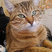 Mimine participe au concours pour gagner de l'argent avec cette photo : aegean_cat, arabian_mau, asian, australian_mist, california_spangled, carnivore, cat, chausie, domestic_short_haired_cat, dragon_li, european_shorthair, felidae, kitten, mammal, ocicat, pixie_bob, small_to_medium_sized_cats, tabby_cat, vertebrate, whiskers