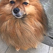 Tobby a rejoint le concours — aidez-le/la à gagner de superbes lots ! ancient_dog_breeds, canidae, carnivore, companion_dog, dog, dog_breed, fawn, german_spitz, german_spitz_klein, german_spitz_mittel, mammal, non_sporting_group, pomeranian, rare_breed_dog, spitz, sporting_group, toy_dog, vertebrate, volpino_italiano