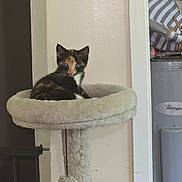 Trouble is registered to the contest to win money with this photo: kitten, cat, cat_bed, scratching_post, toy, calico, indoor, pet, feline, fur, small, cute, perched, animal, domestic, whirlpool_appliance, wall, home, cozy, dangling_ball