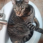 Trouble joined the competition — help win amazing prizes! cat, tabby, striped, sink, bathroom, faucet, curled_up, pet, animal, domestic, fur, whiskers, ears, green_eyes, close_up, relaxed, indoor, tile_floor, household, cute