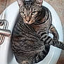 cat, tabby, striped, sink, bathroom, faucet, curled_up, pet, animal, domestic, fur, whiskers, ears, green_eyes, close_up, relaxed, indoor, tile_floor, household, cute