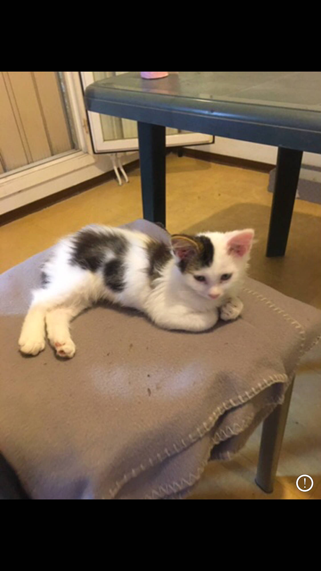 Bibou participe au concours pour gagner de l'argent avec cette photo : canidae, carnivore, cat, comfort, companion_dog, dog_breed, domestic_short_haired_cat, felidae, flooring, fur, hardwood, mammal, paw, small_to_medium_sized_cats, sporting_group, table, tail, vertebrate, whiskers, wood