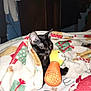 animal, black_cat, blanket, cat, comfort, cozy, cute, domestic, feline, fur, holiday_pattern, indoor, pet, plush_toy, resting, sleepy, soft, toy, warm, wrapped