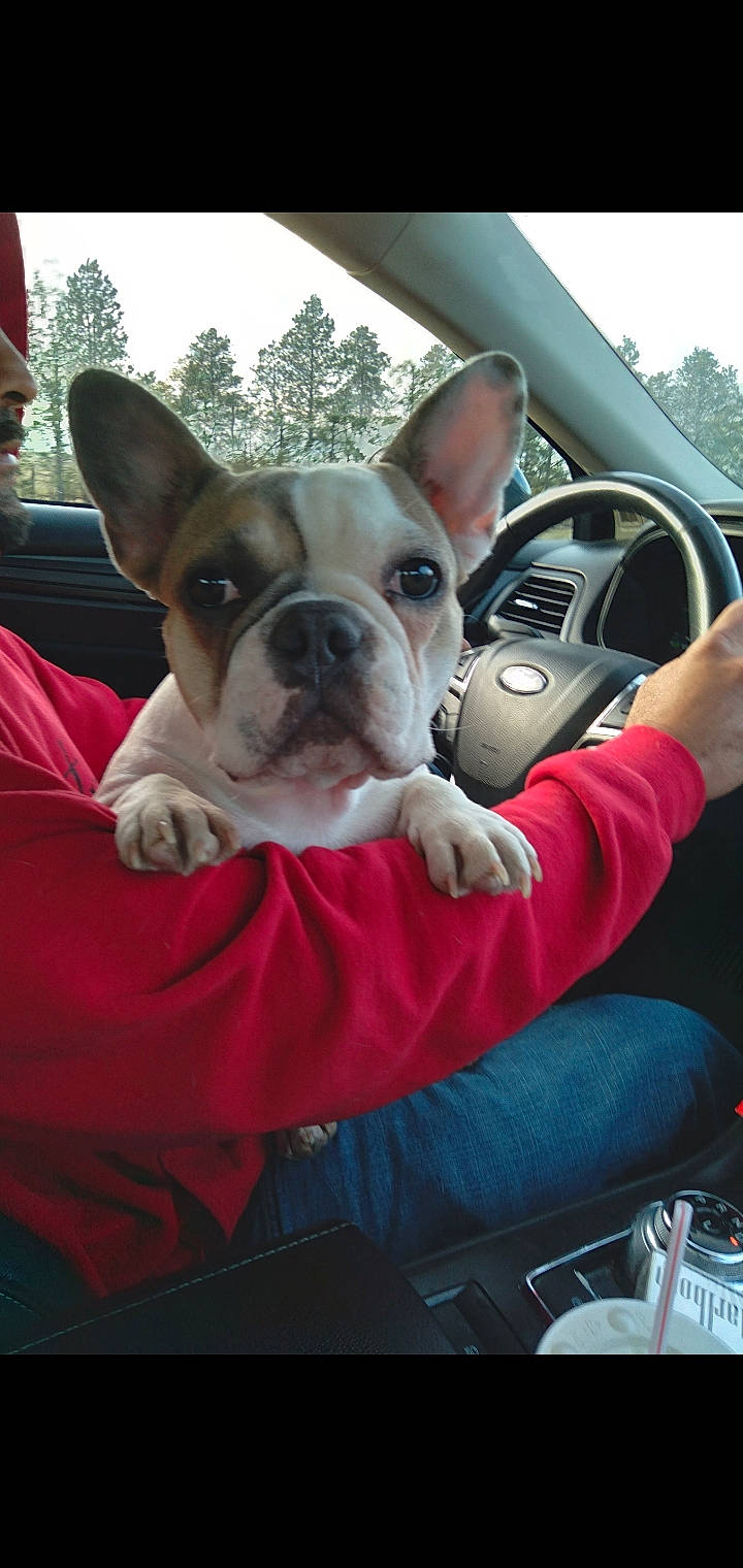 Lilo is registered to the contest to win money with this photo: bulldog, car, carnivore, comfort, companion_dog, dog, dog_breed, ear, fawn, motor_vehicle, personal_luxury_car, sky, snout, steering_wheel, tableware, toy_dog, vehicle, vehicle_door, whiskers, working_animal