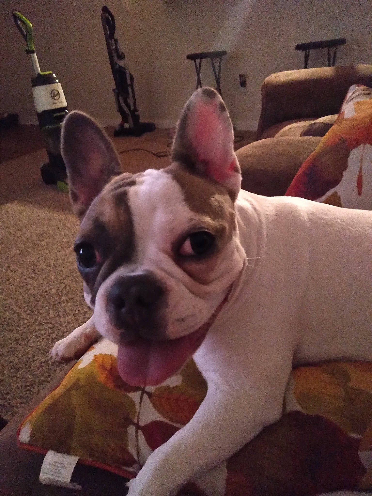 Lilo joined the competition — help win amazing prizes! bulldog, canidae, carnivore, comfort, companion_dog, dog, dog_breed, ear, eye, fawn, french_bulldog, fur, molosser, snout, sporting_group, terrestrial_animal, toy_dog, whiskers, working_animal, wrinkle