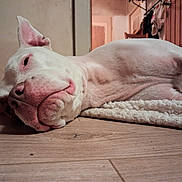 Tyson participe au concours pour gagner de l'argent avec cette photo : blanket, canine, closeup, dog, domestic_animal, ears, floor, fur, household, indoor, lying_down, nose, pet, pink_nose, relaxed, resting, room, sleepy, white_dog, wooden_floor