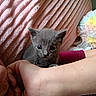 Bambam is registered to the contest to win money with this photo: kitten, cat, gray_cat, pet, animal, cute, small, baby_cat, furry, hand, arm, blanket, pink, texture, cozy, indoor, soft, colorful, fluffy, resting