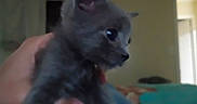 Bambam is registered to the contest to win money with this photo: kitten, cat, gray_cat, pet, animal, indoor, hand, close_up, cute, feline, young, blurred, cozy, small, domestic_animal, soft, fur, portrait, mammal, baby_cat