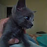 kitten, cat, gray_cat, pet, animal, indoor, hand, close_up, cute, feline, young, blurred, cozy, small, domestic_animal, soft, fur, portrait, mammal, baby_cat