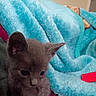 Bambam joined the competition — help win amazing prizes! kitten, gray_cat, pet, furry, cute, animal, indoor, blanket, soft, cozy, fur, ears, whiskers, young, small, domestic_cat, resting, looking_down, blue_blanket, pink_surface