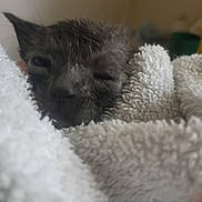 Bambam joined the competition — help win amazing prizes! kitten, wet, towel, close_up, sleepy, cozy, animal, pet, fur, indoor, soft_texture, resting, young, small, cute, snuggled, mammal, domestic, feline, blurred