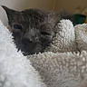 kitten, wet, towel, close_up, sleepy, cozy, animal, pet, fur, indoor, soft_texture, resting, young, small, cute, snuggled, mammal, domestic, feline, blurred