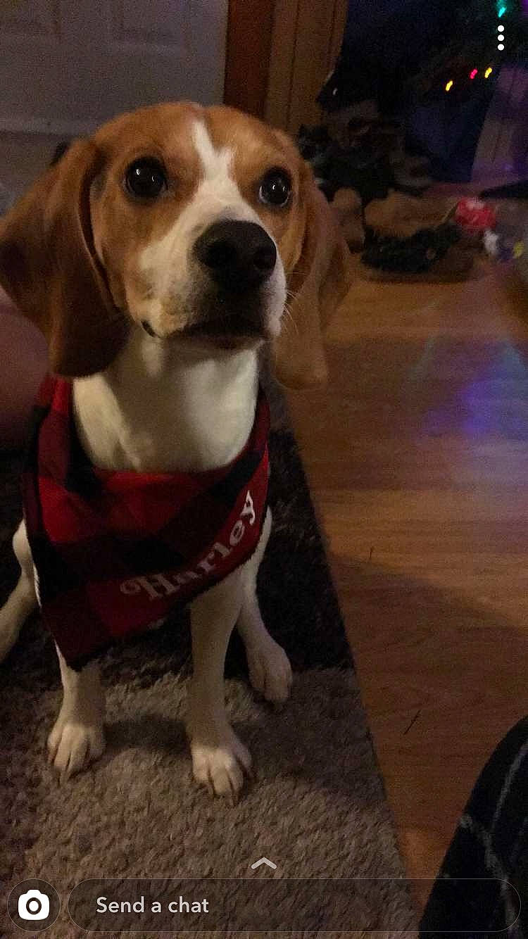 Harley is registered to the contest to win money with this photo: american_foxhound, beagador, beagle, beagle_harrier, beaglier, canidae, carnivore, companion_dog, coonhound, dog, dog_breed, drever, estonian_hound, finnish_hound, harrier, mammal, pocket_beagle, snout, treeing_walker_coonhound, vertebrate