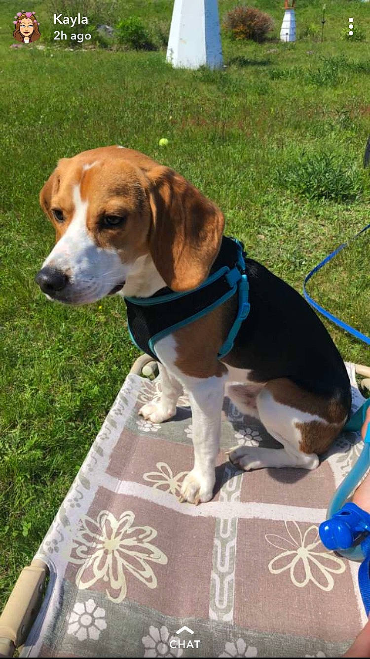 Harley joined the competition — help win amazing prizes! american_foxhound, basset_artesien_normand, beagle, beagle_harrier, canidae, carnivore, companion_dog, dog, dog_breed, english_foxhound, estonian_hound, finnish_hound, grand_anglo_francais_tricolore, hamiltonstovare, harrier, mammal, pocket_beagle, serbian_tricolour_hound, treeing_walker_coonhound, vertebrate