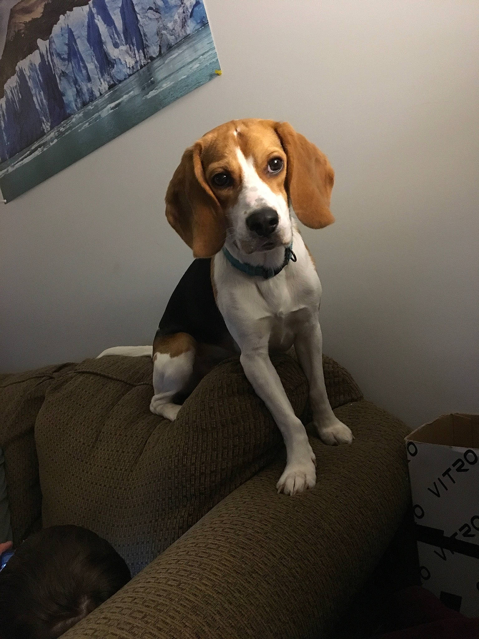 Harley joined the competition — help win amazing prizes! american_foxhound, beagle, beagle_harrier, beaglier, canidae, carnivore, dog, dog_breed, drever, english_foxhound, estonian_hound, finnish_hound, grand_anglo_francais_tricolore, hamiltonstovare, harrier, mammal, pocket_beagle, serbian_tricolour_hound, treeing_walker_coonhound, vertebrate
