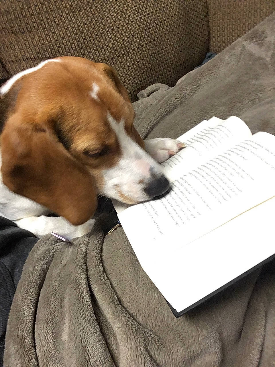 Harley joined the competition — help win amazing prizes! american_foxhound, beagle, beagle_harrier, canidae, carnivore, companion_dog, dog, dog_breed, drever, estonian_hound, finnish_hound, grand_anglo_francais_tricolore, hamiltonstovare, harrier, mammal, posavac_hound, schweizer_laufhund, serbian_tricolour_hound, snout, vertebrate