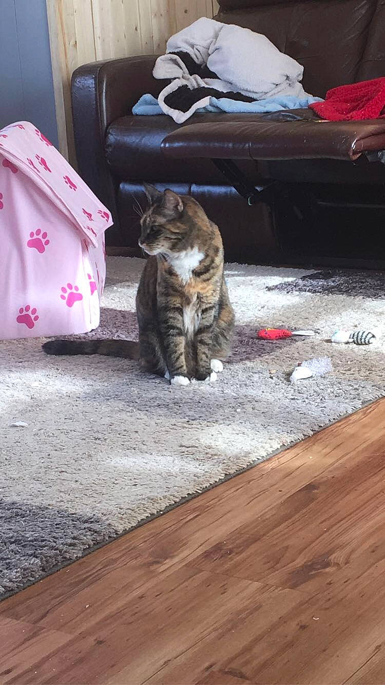 Bitty is registered to the contest to win money with this photo: carnivore, cat, european_shorthair, felidae, floor, flooring, fur, hardwood, kitten, room, small_to_medium_sized_cats, tabby_cat, whiskers, wood