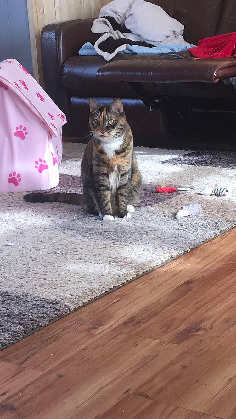 Bitty is registered to the contest to win money with this photo: aegean_cat, american_shorthair, asian, bengal, carnivore, cat, domestic_short_haired_cat, dragon_li, european_shorthair, felidae, floor, flooring, hardwood, kitten, laminate_flooring, small_to_medium_sized_cats, tabby_cat, whiskers, wood, wood_flooring