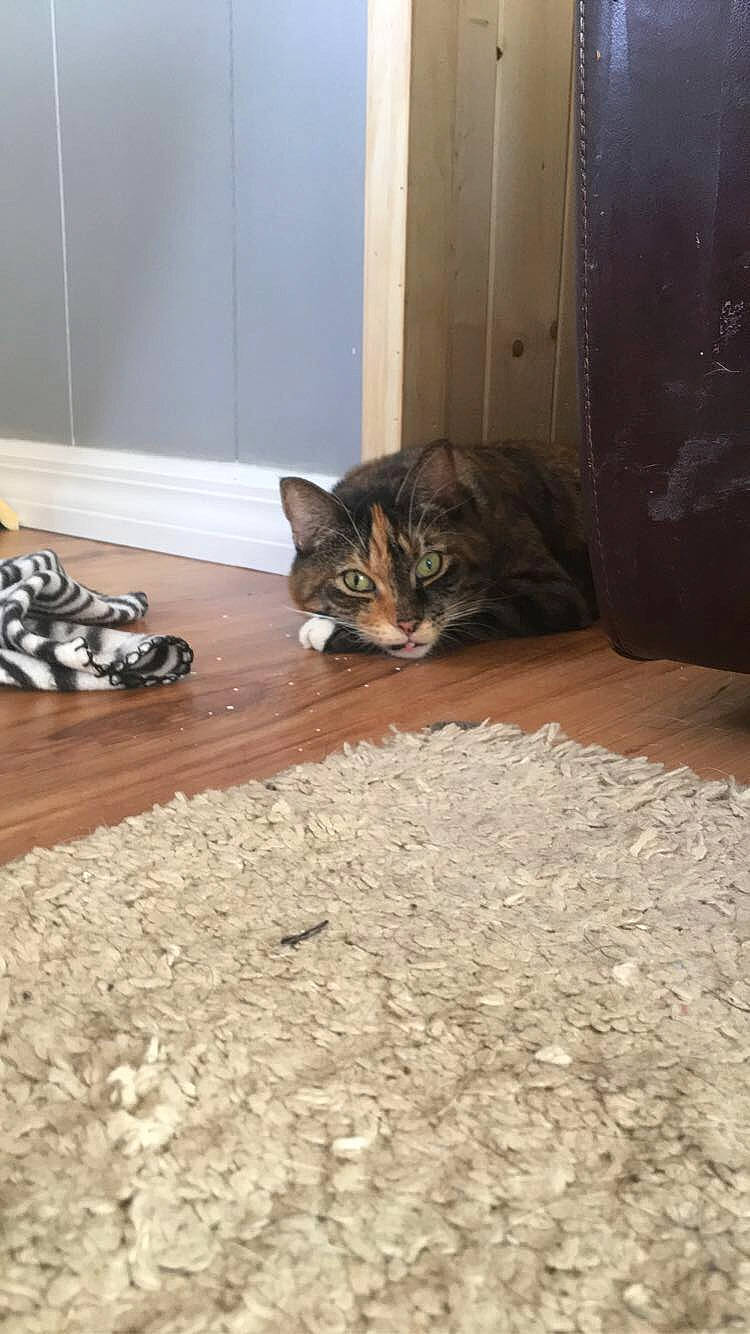 Bitty joined the competition — help win amazing prizes! american_shorthair, asian, bengal, carnivore, cat, domestic_short_haired_cat, european_shorthair, fawn, felidae, floor, flooring, fur, hardwood, kitten, polydactyl_cat, small_to_medium_sized_cats, tabby_cat, tile, whiskers, wood